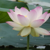 蓮-長居植物園