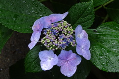 雨後の額紫陽花