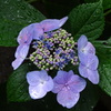 雨後の額紫陽花