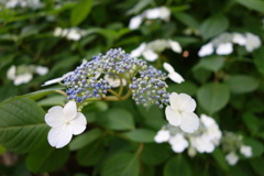 額紫陽花-長居植物園