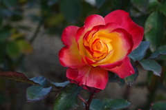 冬薔薇チャールストン