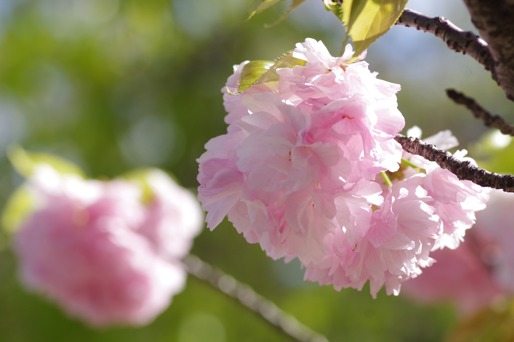 八重桜-四天王寺庚申堂①