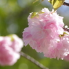 八重桜-四天王寺庚申堂①
