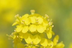 菜の花-長居植物園