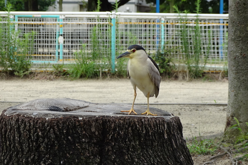 五位鷺-桃が池公園①