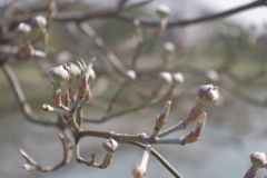 花水木の蕾