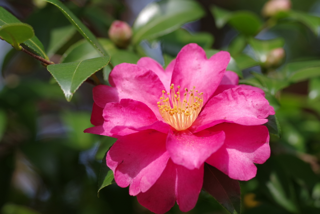 山茶花