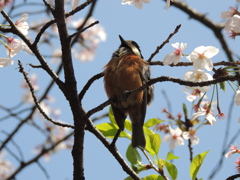 山雀-大阪城公園