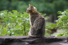 20120708 孤高の猫