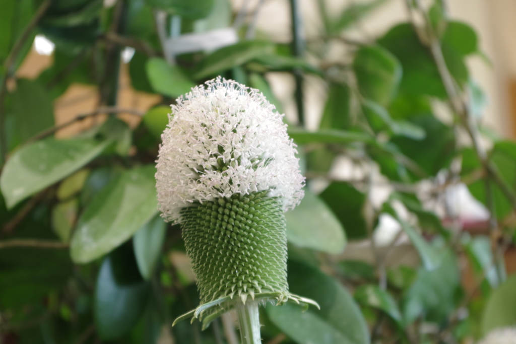 チ－ゼル-長居植物園