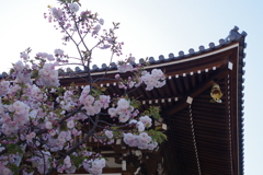 八重桜-一心寺