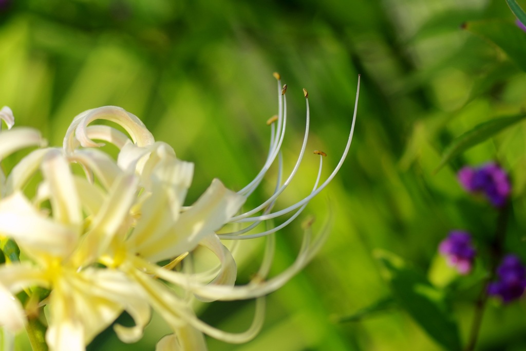 白い曼珠沙華と小紫