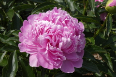芍薬-長居植物園