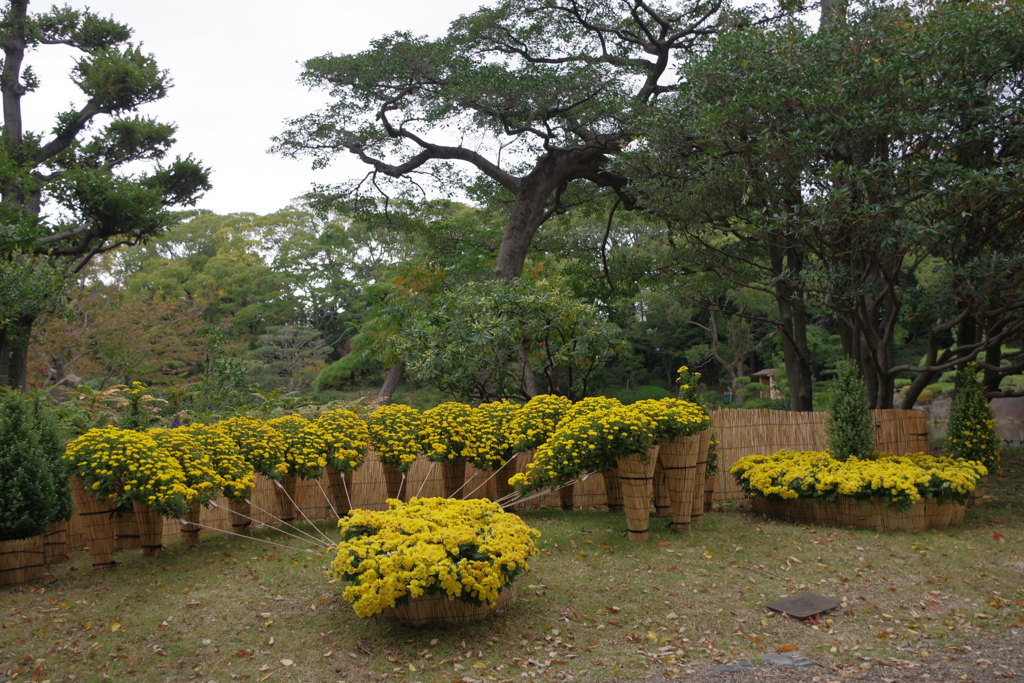 飾り菊-慶沢園 2