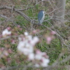 五位鷺と染井吉野