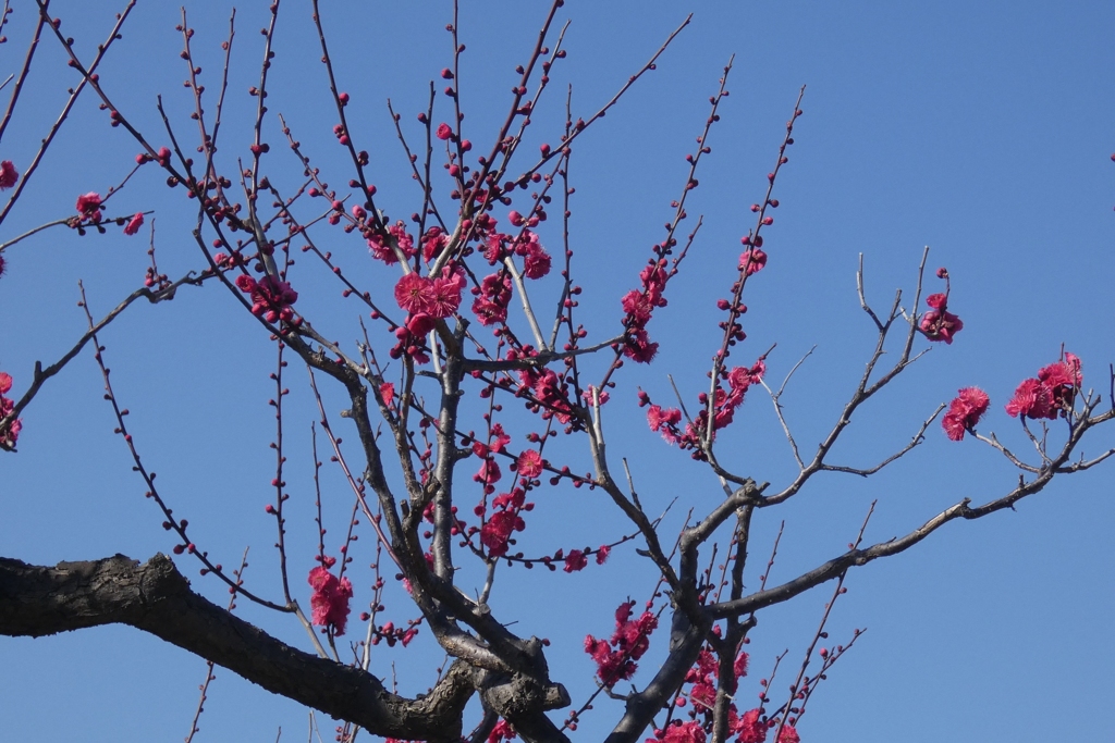 大阪城梅林⑩