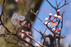 陰陽勾玉巴梅