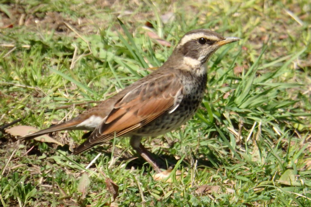 鶫の勇姿-長池公園