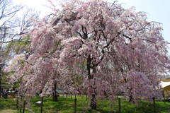 枝垂桜-長居植物園