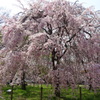 枝垂桜-長居植物園