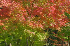 紅葉紅葉-大阪城公園⓶