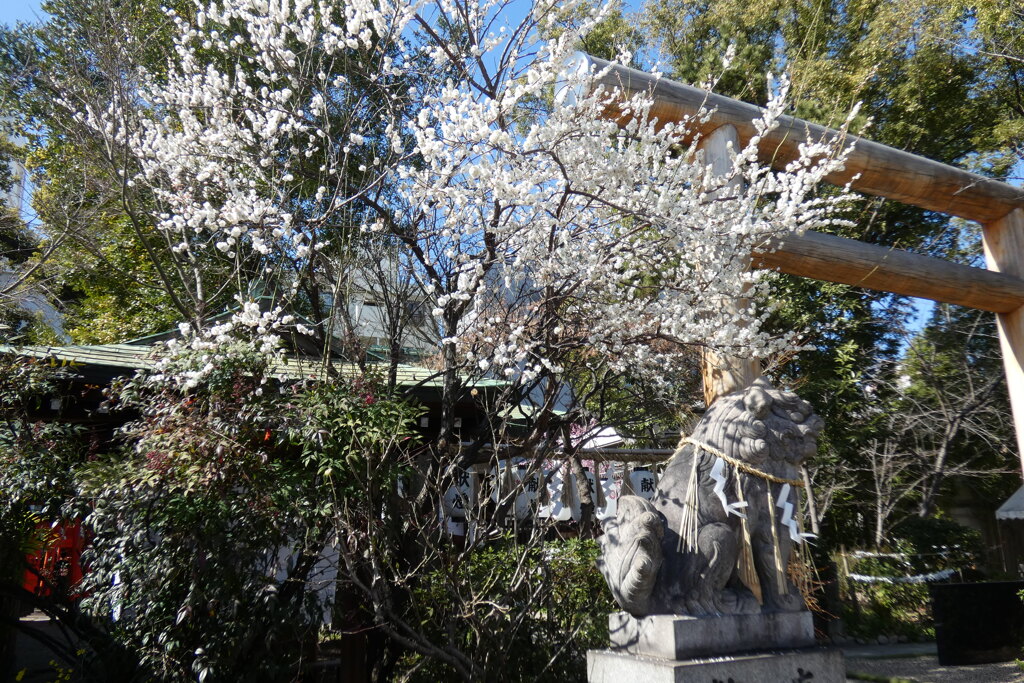 堀越神社の白梅