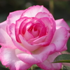 秋薔薇ニコル