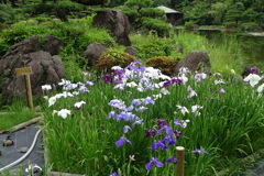 花菖蒲-慶沢園