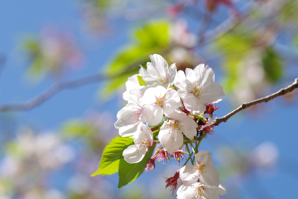ハバナ桜