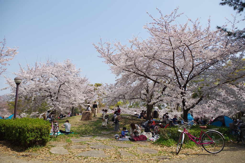約30本桜