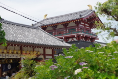 亀井堂と額紫陽花