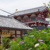 亀井堂と額紫陽花