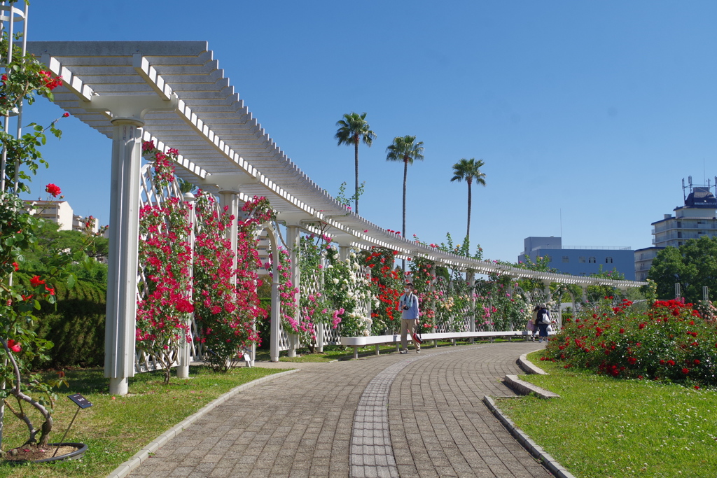 快晴の薔薇園 7