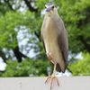 五位鷺-桃が池公園②
