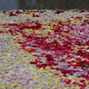 水に揺らぐ花びら