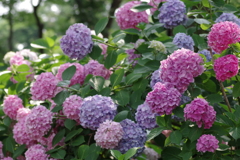 紫陽花-長居植物園