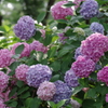 紫陽花-長居植物園