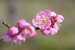 大阪城梅林梅花①