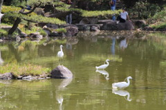 白鷺-慶沢園(天王寺公園)