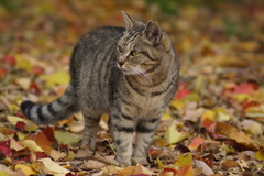 20121124 落ち葉の上で 2
