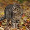 20121124 落ち葉の上で 2