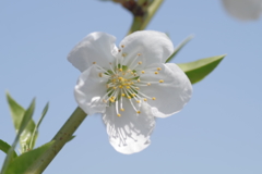 花桃-桃が池公園③