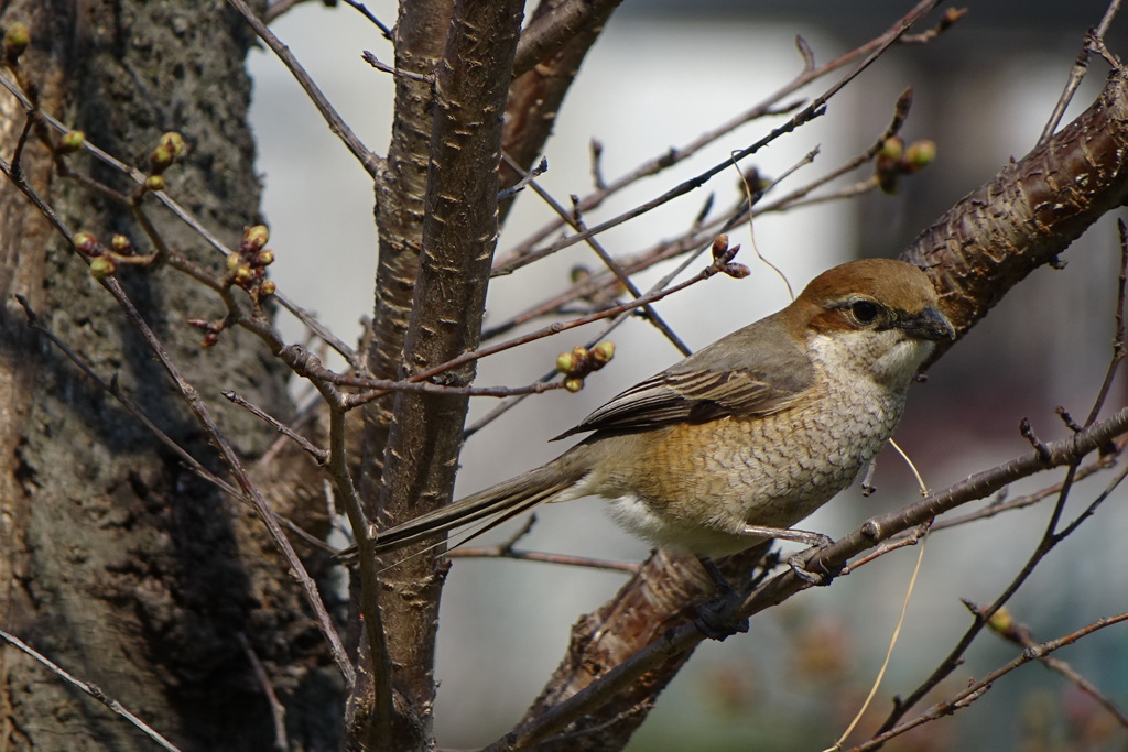 百舌鳥(♀)-桃が池公園