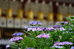 四天王寺の紫陽花⑦