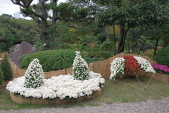 飾り菊-慶沢園 3