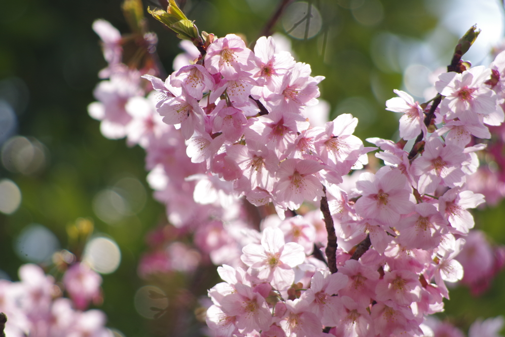 煌り陽光桜