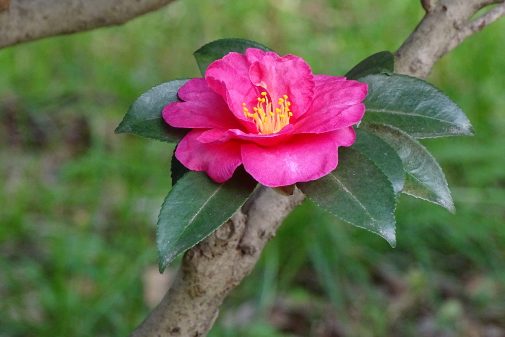 山茶花