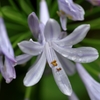 濡れた花弁