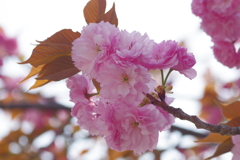 八重桜-桃が池公園