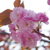 八重桜-桃が池公園